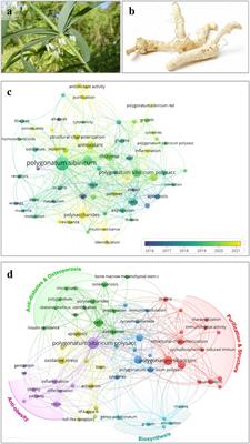 Advances in Polygonatum sibiricum polysaccharides: Extraction, purification, structure, biosynthesis, and bioactivity